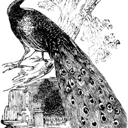 Marvelous Free Peacock Coloring Pages Animals
