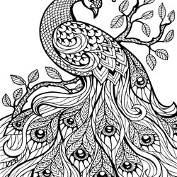 Superlative Free Printable Peacock Coloring Pages For Kids Page