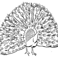 Wizard Free Printable Peacock Coloring Pages For Kids