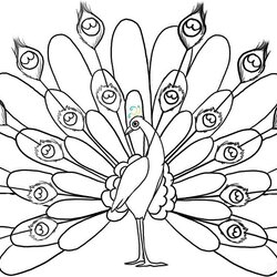 Exceptional Peacock Coloring Pages At Free Download Printable