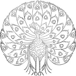 Free Printable Peacock Coloring Pages For Kids Peacocks Print Color Embroidery Adults Patterns Books Choose