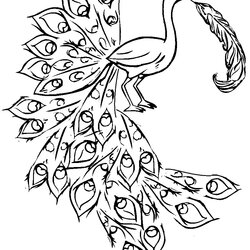 Brilliant Free Printable Peacock Coloring Pages For Kids Feather Outline Drawing Painting Template Feathers
