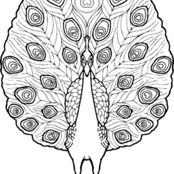 Tremendous Free Printable Peacock Coloring Pages For Kids Page