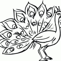 Great Free Printable Peacock Coloring Pages For Kids Color Page Pictures