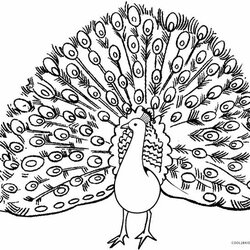Printable Peacock Coloring Pages For Kids Color Adults Animal Drawings Print Page