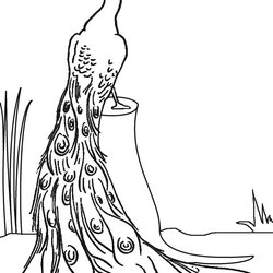 Splendid Printable Peacock Coloring Pages For Kids Color Drawing Peacocks Bird Animal Print Unique Blue Of