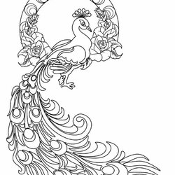 Supreme Printable Peacock Coloring Pages For Kids Drawing Colouring Mandala Adult Realistic Book Print Color