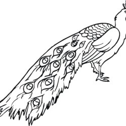 Sterling Free Printable Peacock Coloring Pages For Kids Drawing Drawings Line Peacocks Color Colouring