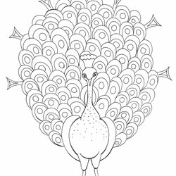 Peacock Coloring Page Kids Network Pages Cartoon Print Birds