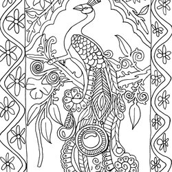 Champion Peacock Printable Coloring Pages Color Colouring Peacocks Adult Feather Powered Results Patterns