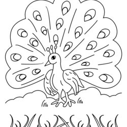 Superb Free Printable Peacock Coloring Pages For Kids