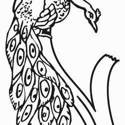 Printable Peacock Coloring Pages For Kids Realistic Line Drawing Bird