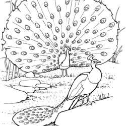 Legit Free Peacock Coloring Pages Peacocks Animals Printable Realistic