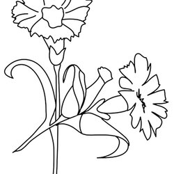 Matchless Free Printable Flower Coloring Pages For Kids Best Carnation Flowers Print Lily Color Stem Daffodil