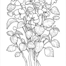 Very Good Free Flower Coloring Pages In Adults Flowers Adult Color Mandala Children For