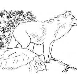 Realistic Wolf Coloring Pages Cartoon