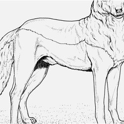 Very Good Realistic Wolf Drawing Coloring Pages Jake Film Analysis Wolves Of