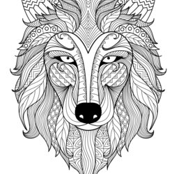 Marvelous Incredible Wolf Head Wolves Adult Coloring Pages Animals By