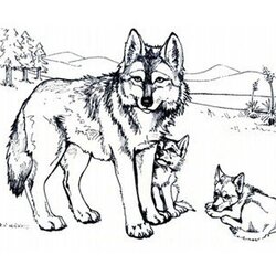 Admirable Realistic Wolf Coloring Pages To Print Home Printable Popular Kids Head