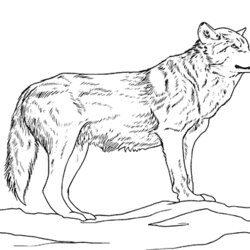 Superlative Wolves Coloring Pages Free Printable Wolf Sheets Howling Realistic