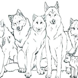 Spiffing Realistic Wolf Drawing Coloring Pages Jake Film Analysis Free Printable