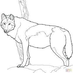 Out Of This World Wolf Coloring Pages Realistic At Free Download Timber Gray Printable Canadian Print Color