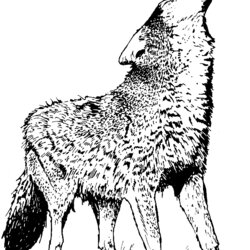 Realistic Wolf Coloring Pages Printable Print Color Book Prints