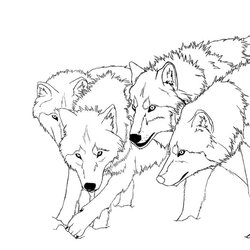 Wizard Realistic Wolf Drawing Step By At Free Download Coloring Pages Adults