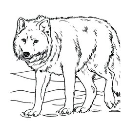 Legit Detailed Wolf Coloring Pages At Free Printable Realistic Color Pup Print