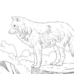 Champion Realistic Wolf Coloring Pages To Print Home Popular