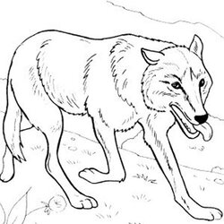 Great Print Download Wolf Coloring Pages Theme Realistic Printable Animal Cool Kids Wolves Hard Head Forget
