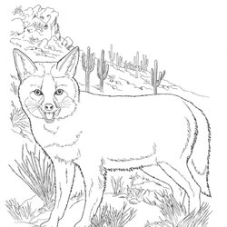 Superior Free Printable Fox Coloring Pages For Kids Nocturnal Realistic America Foxes Zorro Images