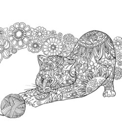 Capital Cat Coloring Pages For Adults Winnie Pooh Mia Genial Nocturnal