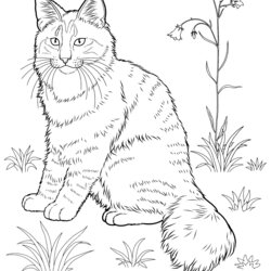 Wonderful Cat Coloring Pages For Adults Best Kids Striped