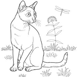 Cat Coloring Pages For Adults Best Kids Cats Printable Devon Rex Bombay Drawing Curious Choose Board