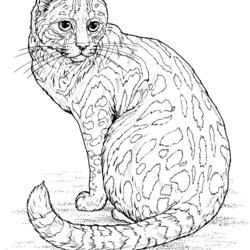 Splendid Cat Coloring Pages For Adults Google Search Publishing Books Animal Printable Adult Realistic Book