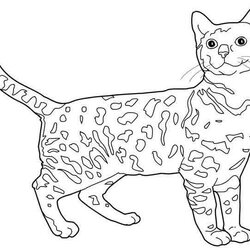 Superlative Cincinnati Bengals Coloring Pages Kids Bengal Cat Chat Cats Drawing Sketches Visit Trending