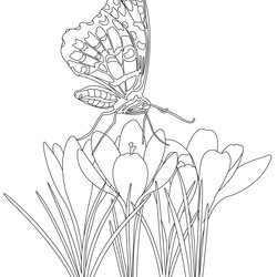 Wizard Butterfly On Flowers Butterflies Insects Adult Coloring Pages Color Garden Book Drawing Simple Kids