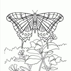 Admirable Butterfly On Flower Coloring Page Home Pages Butterflies Flowers Printable Kids Drawing Sheets