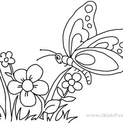 Superior Get This Butterfly On Flower Coloring Pages Drawing Butterflies Flowers Kids Cute Adults Color Print