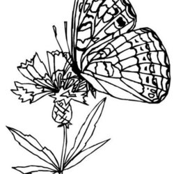Champion Coloring Pages Flowers Butterflies Home Butterfly Flower Drawings Colouring Popular Library