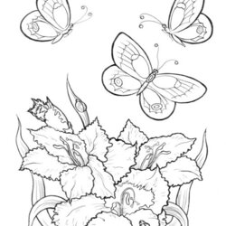 Splendid Free Printable Butterfly Coloring Pages