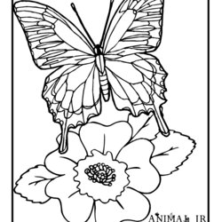 Fantastic Coloring Pages Flowers Butterflies Home Butterfly Hungry Wonder Woo