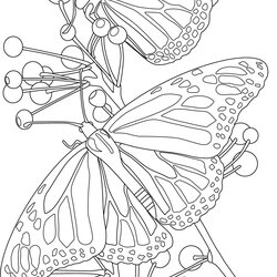 Swell Butterfly Coloring Pages Team Colors Butterflies Visit Printable And Flower