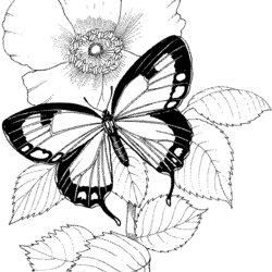 Wonderful Butterfly And Flower Coloring Pages Page Flowers Drawing Adults Butterflies Printable Adult