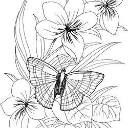 Flower Butterfly Coloring Pages Page Printable