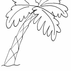 Eminent Coloring Pages Of Palm Trees Home Popular