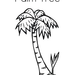 Splendid Palm Tree Coloring Page Twisty Noodle Date Boom Pages Print Drawing Printable Template Kids Trees