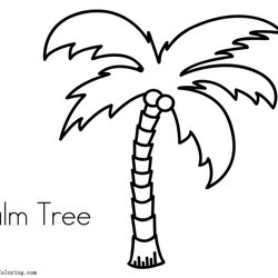 Spiffing Palm Tree Coloring Pages Free Printable Kids Color Print Adults