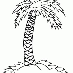 Outstanding Palm Tree Coloring Pages To Print Home